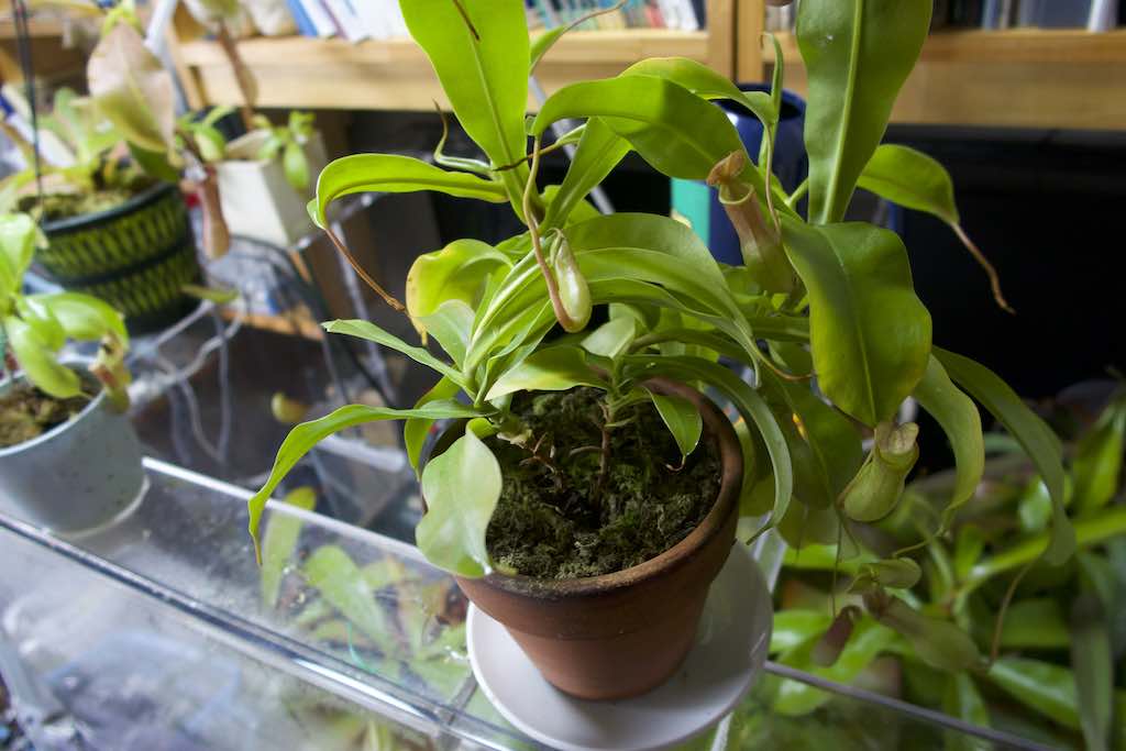 ウツボカズラの育成に使用する用土を考える 水苔が一番使いやすい Dekirucha